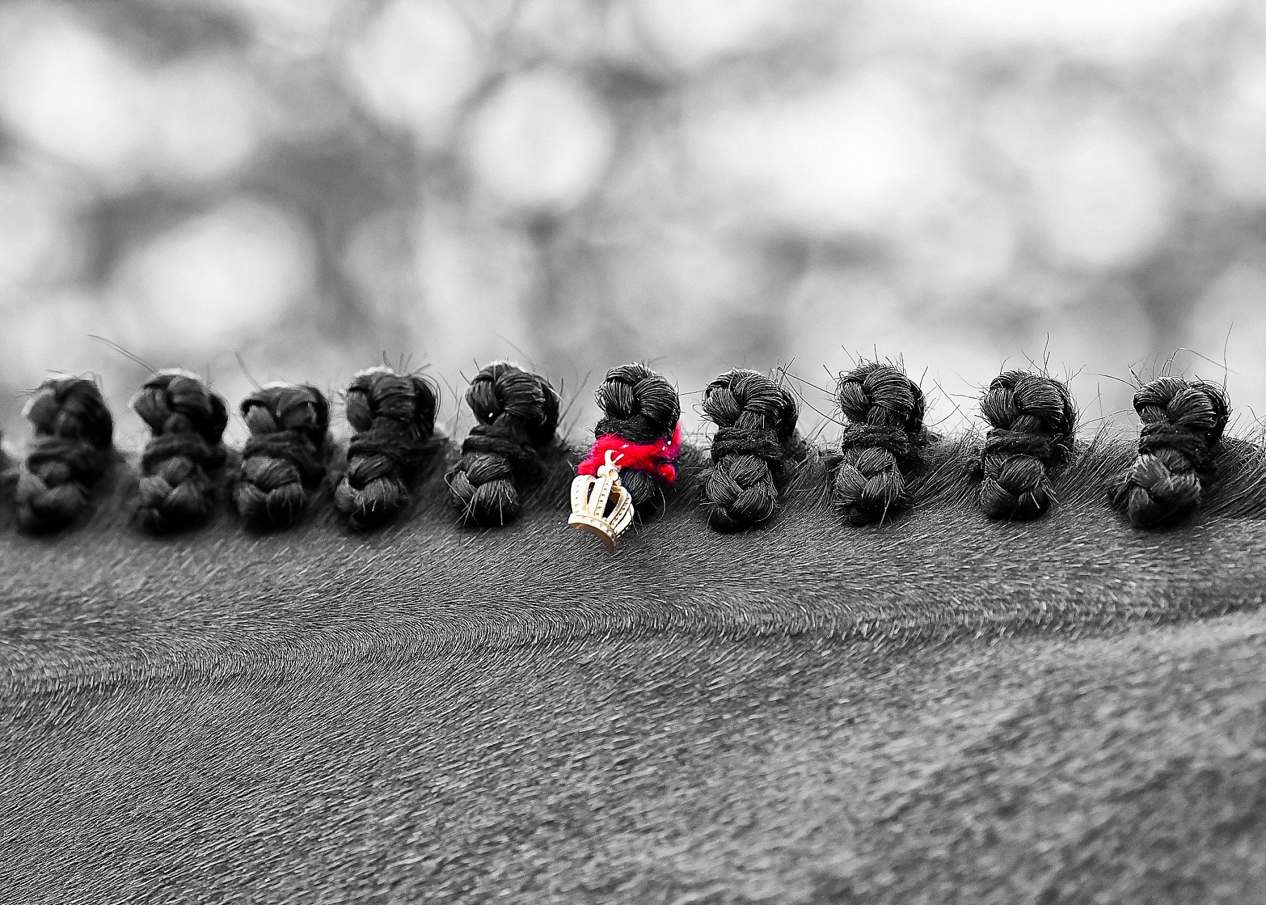 DSC_9380 Crop BW.jpg